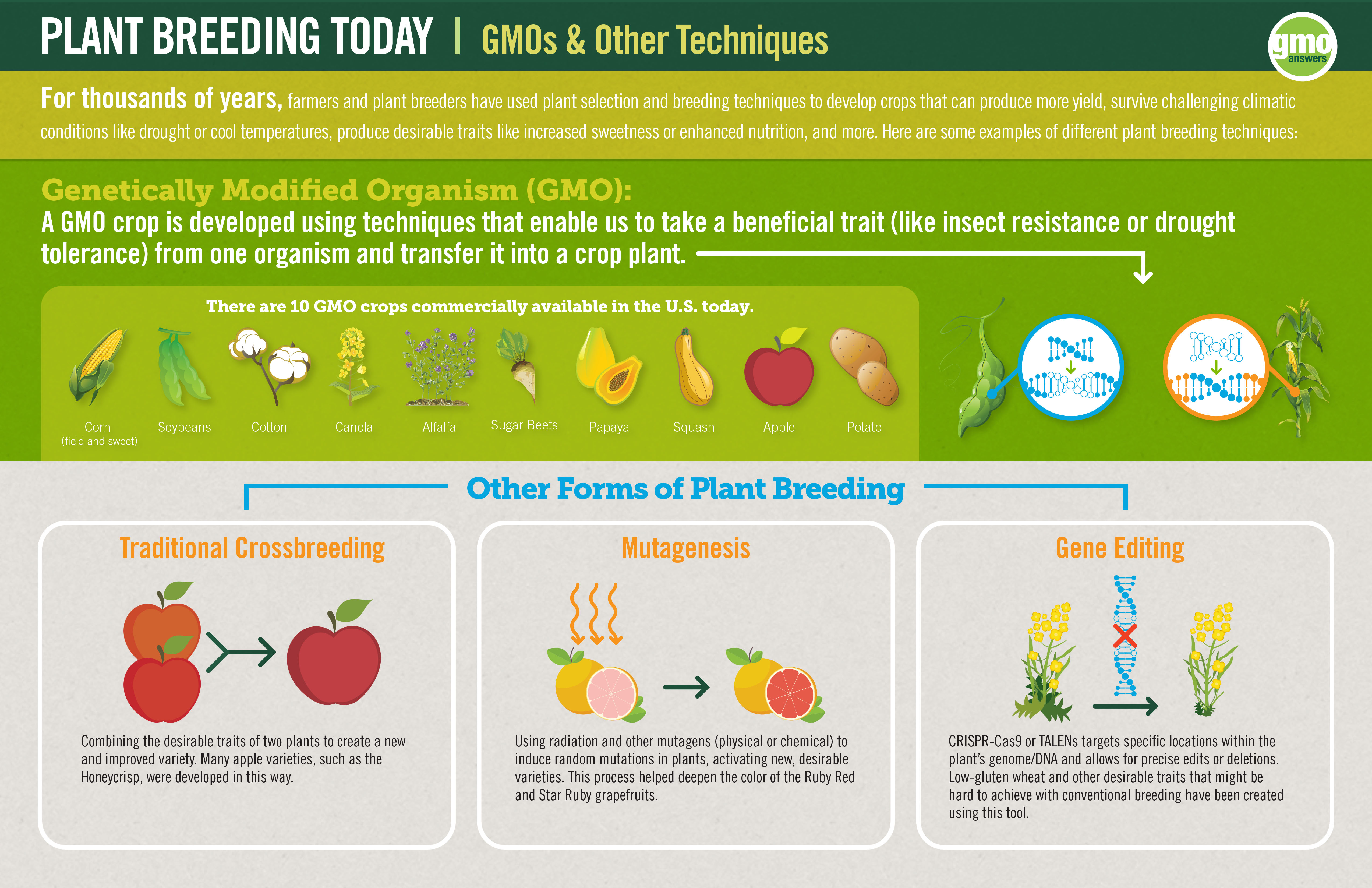 Infographic Gmo